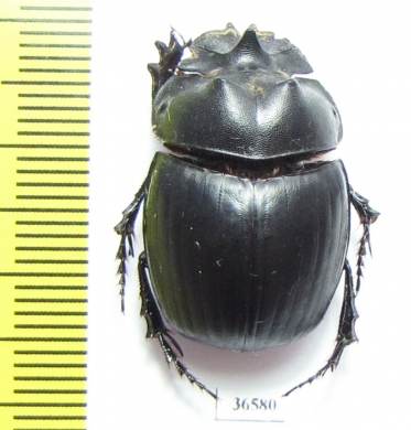 Catharsius sp.  Zambia - INSECTS-STORE.RU