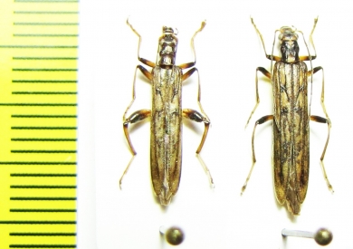 Oedemera venosa, pair  Russia, Kunaschir isl. - INSECTS-STORE.RU
