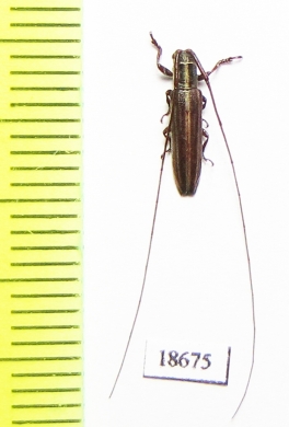 Cerambycidae sp.  Malaysia, Borneo - INSECTS-STORE.RU