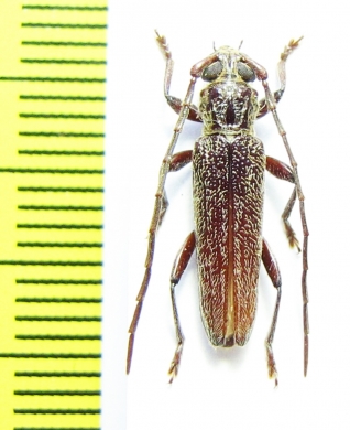 Cerambycidae sp.  Indonesia, Papua - INSECTS-STORE.RU