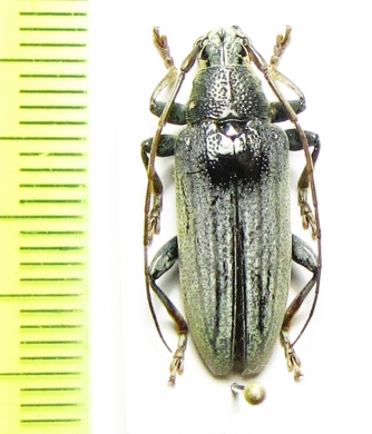 Tmesisternus ruficornis  Indonesia, Ceram isl. - INSECTS-STORE.RU