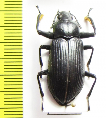 Tenebrionidae sp.  Indonesia, Kalimantan - INSECTS-STORE.RU