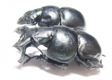 Lethrus strymonensis, pair  Greece - INSECTS-STORE.RU