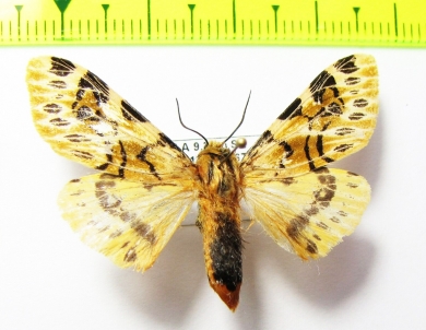Erebidae sp.?  Bolivia - INSECTS-STORE.RU