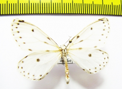 Naxa seriaria  Russia, Far East - INSECTS-STORE.RU