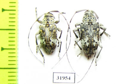 Atrypanius conspersus  Peru - INSECTS-STORE.RU