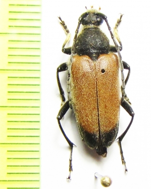 Trigonarthris proxima  Canada - INSECTS-STORE.RU