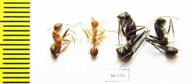 Formicidae sp.  India - INSECTS-STORE.RU