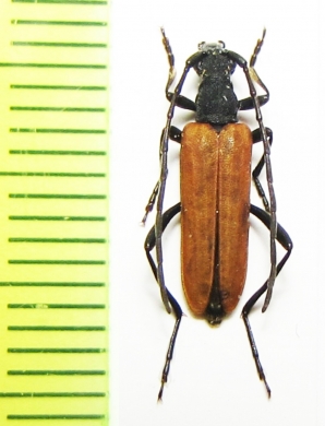 Nivellia sanguinosa  Russia, Far East - INSECTS-STORE.RU