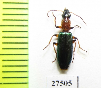 Carabidae sp.  Madagascar - INSECTS-STORE.RU