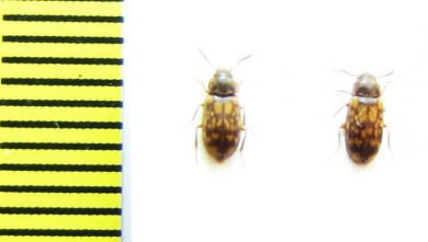 Mycetophagidae, Mycetophagus multipunctatus  Russia, Tver reg. - INSECTS-STORE.RU