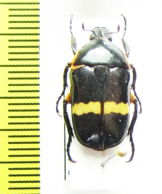 Pedinorrhina mediana  Cote d'Ivoire - INSECTS-STORE.RU