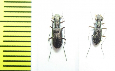 Cicindelinae sp.  Madagascar - INSECTS-STORE.RU