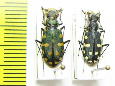Calomera littoralis  Morocco - INSECTS-STORE.RU