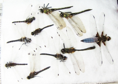 Odonata sp.  Russia, Tver reg. - INSECTS-STORE.RU