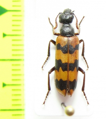 Meloidae sp.  Iran, Sistan prov. - INSECTS-STORE.RU