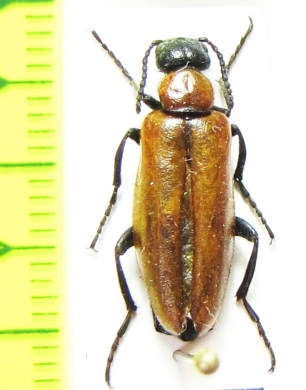 Alosimus decolor  Turkey, Mersin prov. - INSECTS-STORE.RU
