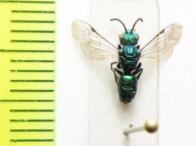Hymenoptera sp.  Paraguay - INSECTS-STORE.RU