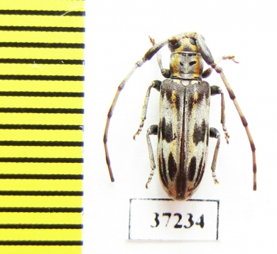 Cerambycidae sp.  South Africa Rep. - INSECTS-STORE.RU