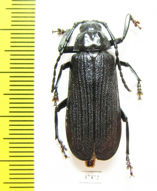 Prioninae sp.  South Africa Rep. - INSECTS-STORE.RU