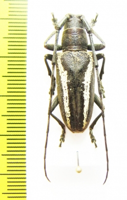 Pelargoderus vittatus  Indonesia, Buru isl. - INSECTS-STORE.RU