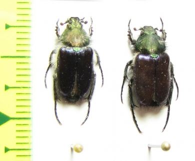 Amphicoma regeli  Kazakhstan - INSECTS-STORE.RU