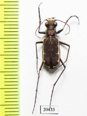Cicindelinae sp.  Madagascar - INSECTS-STORE.RU