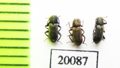 Elmidae sp.  Indonesia, Sumatra - INSECTS-STORE.RU