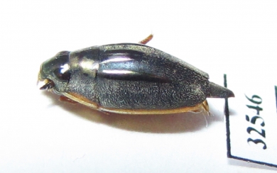 Gyrinidae sp.  South Africa Rep. - INSECTS-STORE.RU