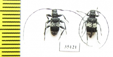 Leiopus punctulatus, pair  Russia, Tver reg. - INSECTS-STORE.RU