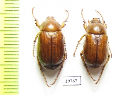 Amphimallon caucasicum  Iran, Fars prov. - INSECTS-STORE.RU