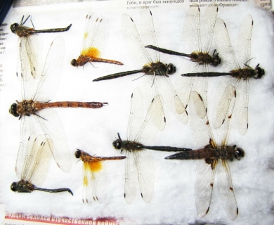 Odonata sp.  Russia, Tver reg. - INSECTS-STORE.RU