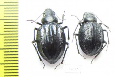 Podhomala serrata  Kazakhstan - INSECTS-STORE.RU