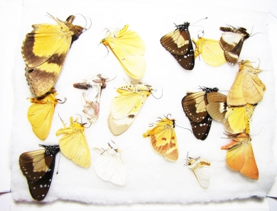 Lepidoptera sp.  South Africa Rep. - INSECTS-STORE.RU