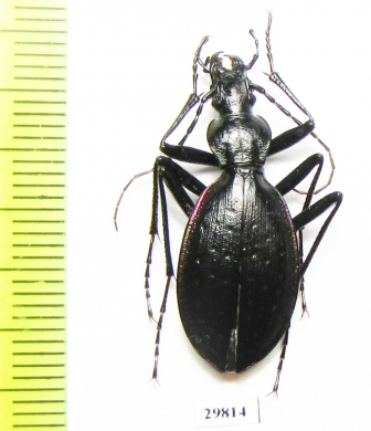 Carabus (Platycarabus) creutzeri creutzeri  Italy - INSECTS-STORE.RU