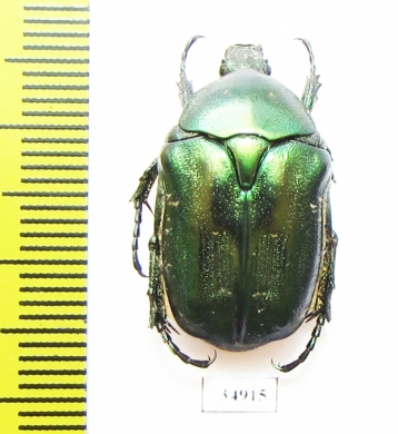 Protaetia caucasica  Armenia - INSECTS-STORE.RU