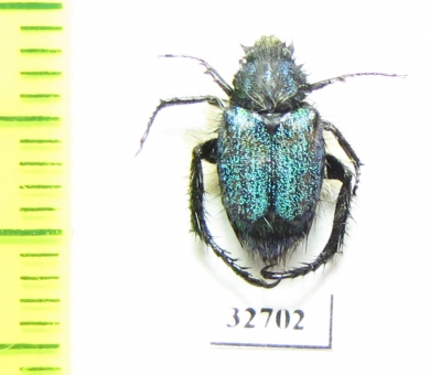 Hopliini sp.  South Africa Rep. - INSECTS-STORE.RU