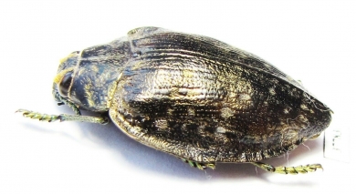 Polybothris sp.  Madagascar - INSECTS-STORE.RU