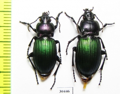 Trigonognatha viridis, pair  China, Gansu prov. - INSECTS-STORE.RU