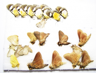 Lepidoptera sp.  South Africa Rep. - INSECTS-STORE.RU