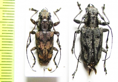 Steirastoma breve, S.melanogenys  Peru - INSECTS-STORE.RU