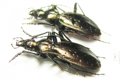 Carabus (Platycarabus) depressus bonelli  Italy - INSECTS-STORE.RU
