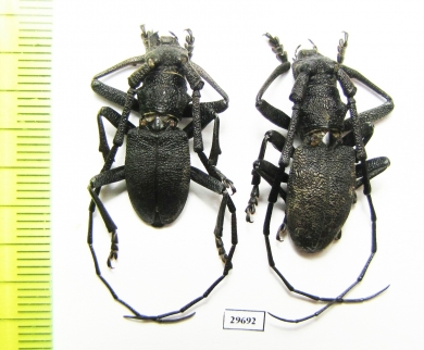 Morimus asper  Italy - INSECTS-STORE.RU
