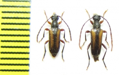 Pseudalosterna elegantula  Russia, Far East - INSECTS-STORE.RU