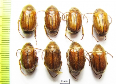 Amphimallon solstitialis mesasiaticus  Uzbekistan - INSECTS-STORE.RU