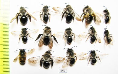 Hymenoptera sp.  Russia, Tver reg. - INSECTS-STORE.RU
