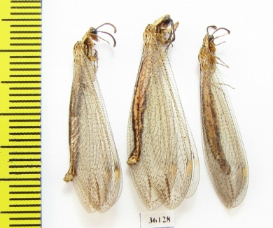 Myrmeleontidae sp.  Thailand - INSECTS-STORE.RU