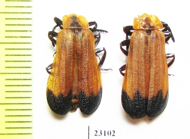 Lycidae sp.  South Africa Rep. - INSECTS-STORE.RU