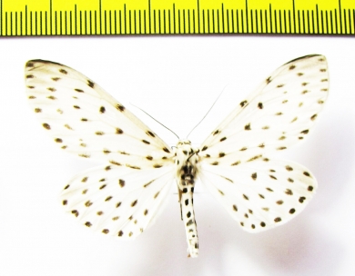 Erebidae sp.  Nepal - INSECTS-STORE.RU