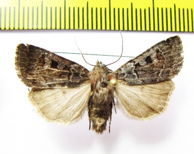Feltia nigrita  Russia, Buryatia reg. - INSECTS-STORE.RU